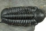 Prone Reedops Trilobite - Atchana, Morocco #323693-1